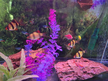 Budaiya, Household Items, BHD 25,  Fish Tank And Fishes With All Accessories