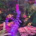 BHD 25,  Fish Tank And Fishes With All Accessories
