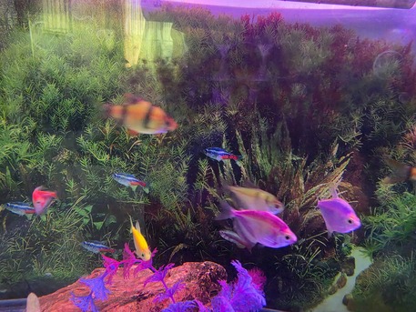 Budaiya, Household Items, BHD 25,  Fish Tank And Fishes With All Accessories