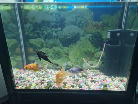 Dammam, Furniture, SAR 300,  Fish Aquarium