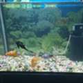 SAR 300,  Fish Aquarium