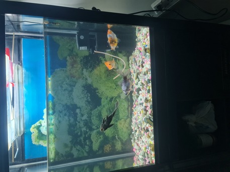 Dammam, Furniture, SAR 300,  Fish Aquarium