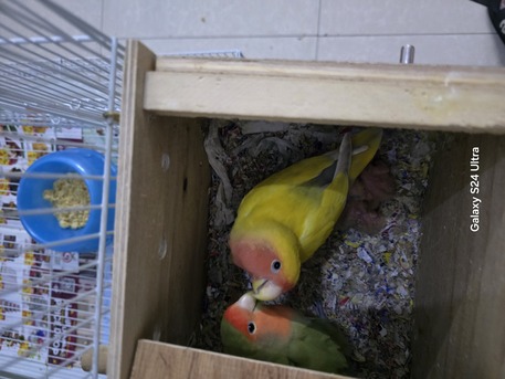 Dammam, Pet Supplies, SAR 500,  Breeding Pair