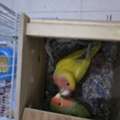 SAR 500,  Breeding Pair