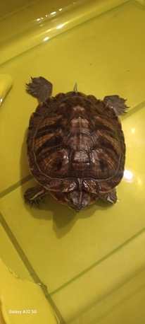 Al Rehab, Pet Supplies, SAR 600,  Turtles