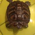 SAR 600,  Turtles