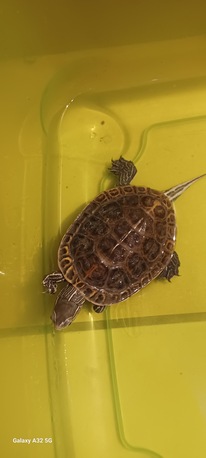 Al Rehab, Pet Supplies, SAR 600,  Turtles