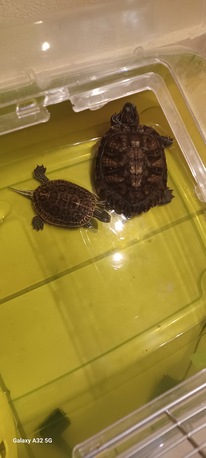Al Rehab, Pet Supplies, SAR 600,  Turtles