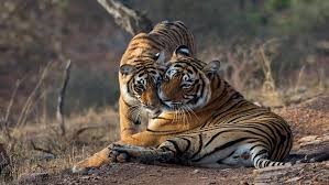 Mumbai, Real Estate, Ananta Ranthambore &ndash; The Perfect Resort Near Ranthambore National Park