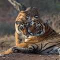 Ananta Ranthambore &ndash; The Perfect Resort Near Ranthambore National Park