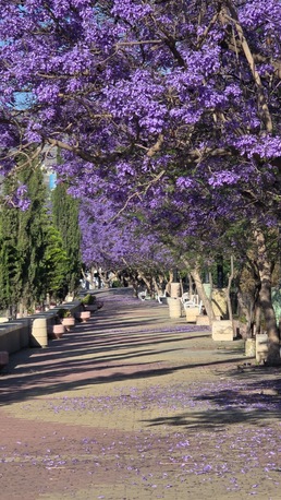 Abha, Travel, Tours In Abha, Aseer Region