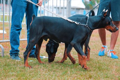 Punjab, Pet Sitting, Dog Training Service In Amritsar