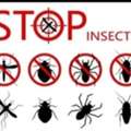 @PEST CONTROL&hearts;️SPRAYS&hearts;️And BED BUGS&hearts;️Solution With Guaranteed&hearts;️0575282420
