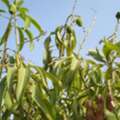 Partner Needed For Plants Nursery Business