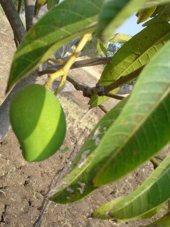 Visakhapatnam, Jobs, Horticulturist For A Plant Nursery