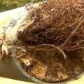 Advanced Pipe Lining For Root Intrusion Repair By Nu Flow