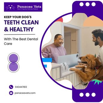 Jumeirah, Health, Keep Your Dog