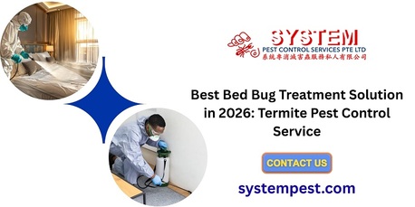 Singapore, Business, Best Bed Bug Treatment Solution In 2026: Termite Pest Control Service