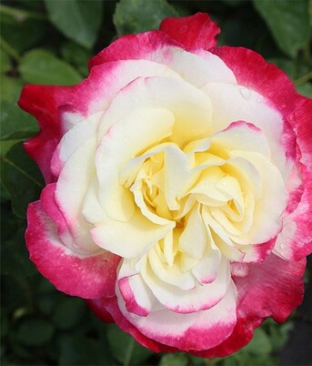 New York, Farm & Garden, USD 55,  Double Delight