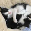 URGENT: Tuxedo Kittens For Free