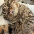 BHD 80,  Scottish Fold Cat For Sale. 4 Years Old Vaccinated And Spayed. Treated At All Care Vet