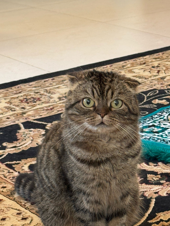 Budaiya, Pet Supplies, BHD 80,  Scottish Fold Cat For Sale. 4 Years Old Vaccinated And Spayed. Treated At All Care Vet