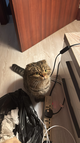 Budaiya, Pet Supplies, BHD 80,  Scottish Fold Cat For Sale. 4 Years Old Vaccinated And Spayed. Treated At All Care Vet