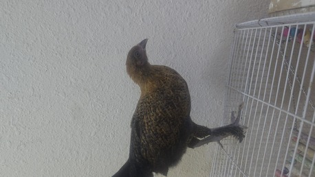 Jubail, Pet Supplies, SAR 30,  Young Chicken For Sale