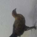 SAR 30, Young Chicken For Sale