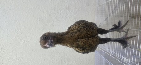 Jubail, Pet Supplies, SAR 30,  Young Chicken For Sale