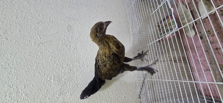 Jubail, Pet Supplies, SAR 30,  Young Chicken For Sale