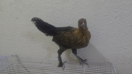 Jubail, Pet Supplies, SAR 30,  Young Chicken For Sale