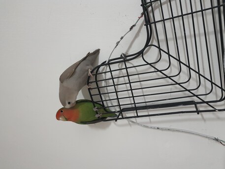 Al Jubail Al Balad, Pet Supplies, SAR 500,  Breeding Love Birds Pair For Sale Healthy And Active(500 With Huge Fancy Cage)