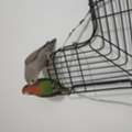 SAR 500,  Breeding Love Birds Pair For Sale Healthy And Active(500 With Huge Fancy Cage)