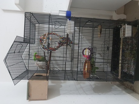 Al Jubail Al Balad, Pet Supplies, SAR 500,  Breeding Love Birds Pair For Sale Healthy And Active(500 With Huge Fancy Cage)