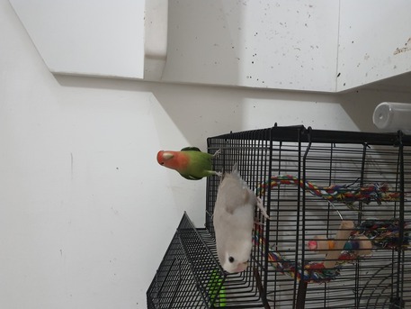Al Jubail Al Balad, Pet Supplies, SAR 500,  Breeding Love Birds Pair For Sale Healthy And Active(500 With Huge Fancy Cage)