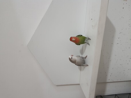 Al Jubail Al Balad, Pet Supplies, SAR 500,  Breeding Love Birds Pair For Sale Healthy And Active(500 With Huge Fancy Cage)