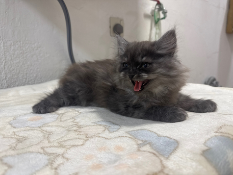 Al Shifa, Pet Supplies, SAR 850,  Siberian Mix - Each Or Pair - Kittens For Sale
