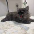 SAR 850,  Siberian Mix - Each Or Pair - Kittens For Sale