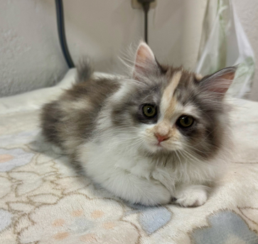 Al Shifa, Pet Supplies, SAR 850,  Siberian Mix - Each Or Pair - Kittens For Sale