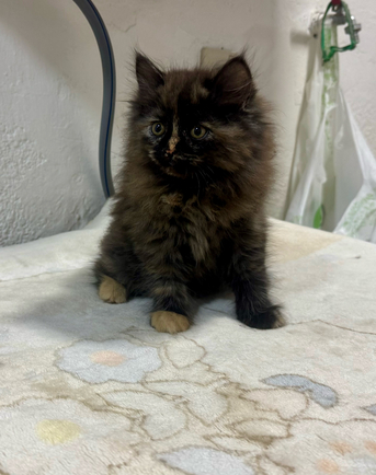 Al Shifa, Pet Supplies, SAR 850,  Siberian Mix - Each Or Pair - Kittens For Sale