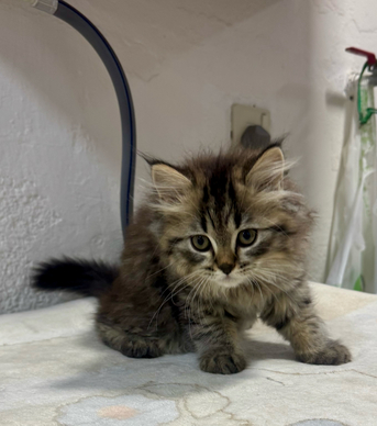 Al Shifa, Pet Supplies, SAR 850,  Siberian Mix - Each Or Pair - Kittens For Sale