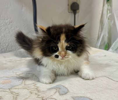 Al Shifa, Pet Supplies, SAR 850,  Siberian Mix - Each Or Pair - Kittens For Sale