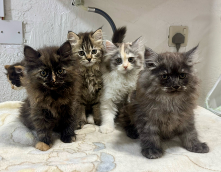Al Shifa, Pet Supplies, SAR 850,  Siberian Mix - Each Or Pair - Kittens For Sale
