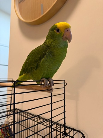 Riyadh, Pet Supplies, SAR 3000,  Amazon Parrot For Sale