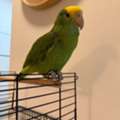 SAR 3000, Amazon Parrot For Sale
