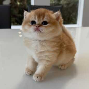 Doha, Pet Supplies, QAR 1,  Male And Female British Shorthair Kittens