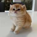 QAR 1,  Male And Female British Shorthair Kittens