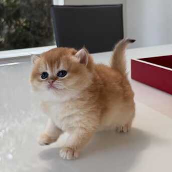 Doha, Pet Supplies, QAR 1,  Male And Female British Shorthair Kittens