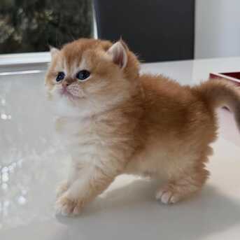 Doha, Pet Supplies, QAR 1,  Male And Female British Shorthair Kittens